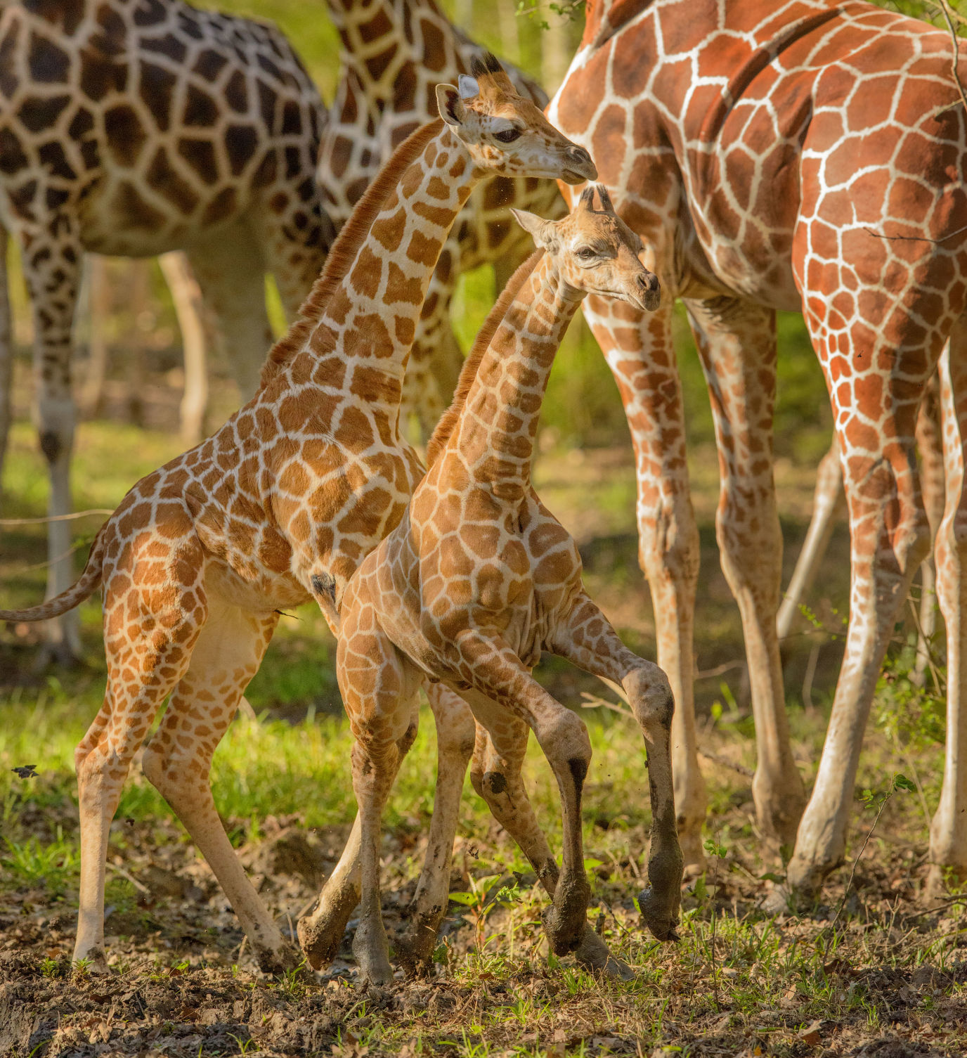 no.babygiraffe.030318.006